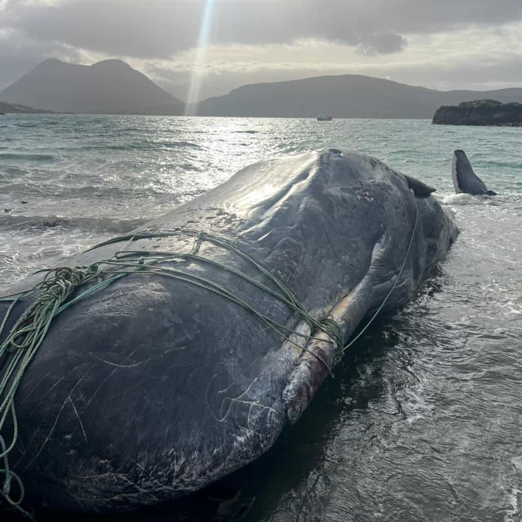 A 50ft sperm whale died near the Isle of Raasay after getting entangled in fishing gear, restricting its ability to feed. Rescuers freed it, but it took one final breath.