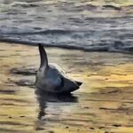 A rare shortfin mako shark washed up on a Chilean beach after swimming towards shore and thrashing in the sand - leaving experts investigating its sudden death.