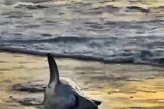 A rare shortfin mako shark washed up on a Chilean beach after swimming towards shore and thrashing in the sand - leaving experts investigating its sudden death.