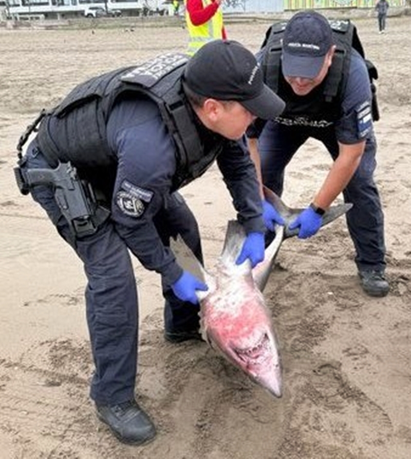 A rare shortfin mako shark washed up on a Chilean beach after swimming towards shore and thrashing in the sand - leaving experts investigating its sudden death.