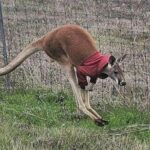 A kangaroo wearing a red jacket was found hopping loose in Texas, baffling police. Officers located its owner, Jack, and safely returned the stylish marsupial home.