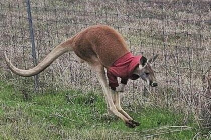 A kangaroo wearing a red jacket was found hopping loose in Texas, baffling police. Officers located its owner, Jack, and safely returned the stylish marsupial home.