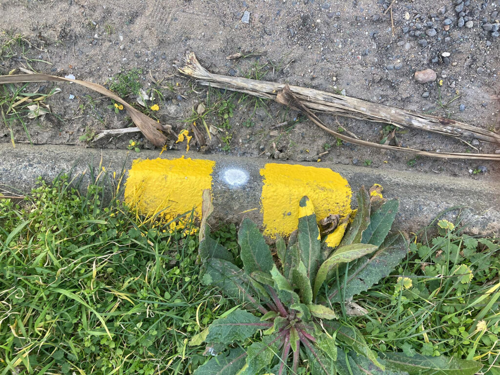 Residents were left baffled after workmen painted over weeds while marking double yellow lines in Kent, sparking criticism over their lack of effort.