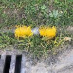 Residents were left baffled after workmen painted over weeds while marking double yellow lines in Kent, sparking criticism over their lack of effort.