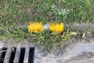 Residents were left baffled after workmen painted over weeds while marking double yellow lines in Kent, sparking criticism over their lack of effort.