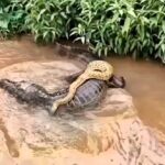 A lazy anaconda hitched a ride on a caiman’s back in Brazil’s Pantanal, baffling onlookers as the usually rival species appeared to peacefully coexist in a rare sighting.