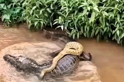 A lazy anaconda hitched a ride on a caiman’s back in Brazil’s Pantanal, baffling onlookers as the usually rival species appeared to peacefully coexist in a rare sighting.