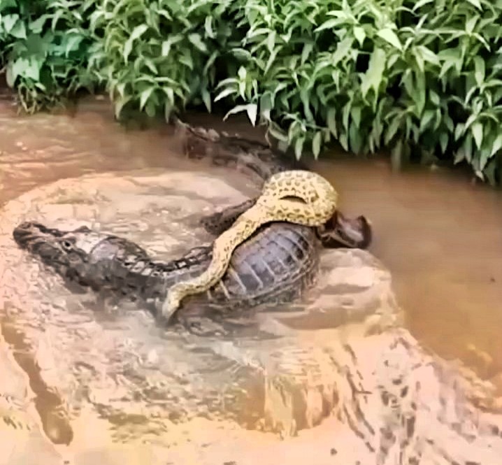 A lazy anaconda hitched a ride on a caiman’s back in Brazil’s Pantanal, baffling onlookers as the usually rival species appeared to peacefully coexist in a rare sighting.