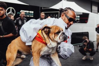 Lewis Hamilton has sparked debate after feeding his vegan dog Roscoe celery instead of a bone - with fans split over the pooch's plant-based lifestyle.