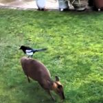 A magpie and a muntjac deer shared a heartwarming moment in a Hertfordshire garden as the bird plucked fur from the deer's back for its nest, all caught on a Ring camera.