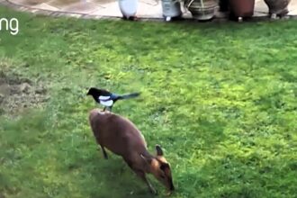 A magpie and a muntjac deer shared a heartwarming moment in a Hertfordshire garden as the bird plucked fur from the deer's back for its nest, all caught on a Ring camera.