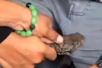 A man was rushed to hospital after a snake bit his groin in Brazil, refusing to let go. His friend tried to help, but the excruciating ordeal was caught on camera.