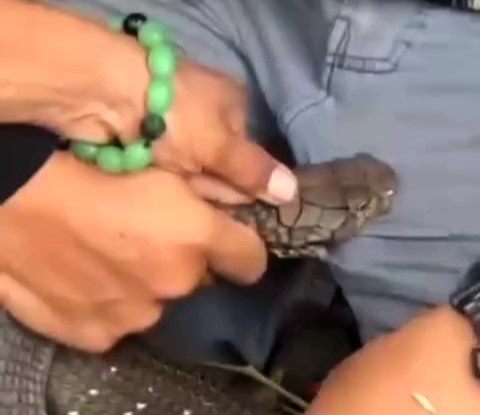 A man was rushed to hospital after a snake bit his groin in Brazil, refusing to let go. His friend tried to help, but the excruciating ordeal was caught on camera.