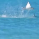 A manta ray was filmed leaping from the water off Puerto Rico, desperately trying to escape a pursuing shark. The dramatic chase quickly went viral, stunning viewers online.