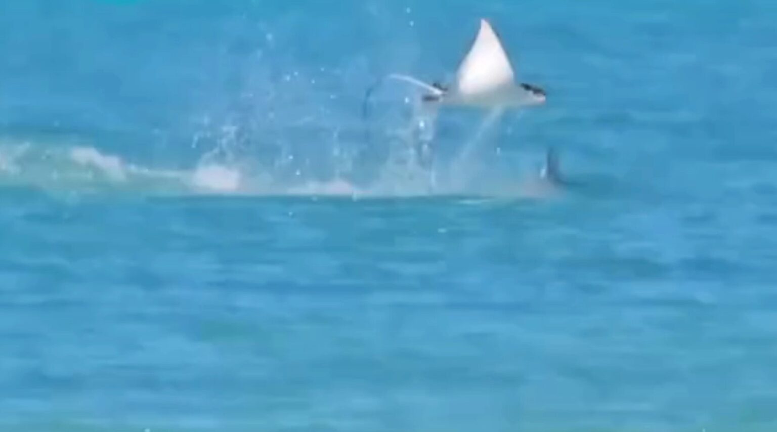 A manta ray was filmed leaping from the water off Puerto Rico, desperately trying to escape a pursuing shark. The dramatic chase quickly went viral, stunning viewers online.