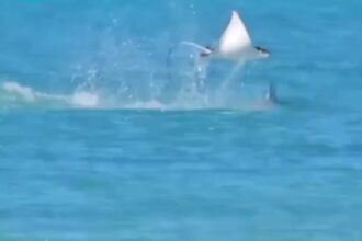 A manta ray was filmed leaping from the water off Puerto Rico, desperately trying to escape a pursuing shark. The dramatic chase quickly went viral, stunning viewers online.