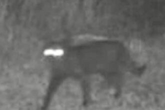 A trail-cam snap of a ‘wild-eyed beast’ in Florida has sparked fears of the Chupacabra’s return, though experts debate whether it's a feline or something more mysterious.