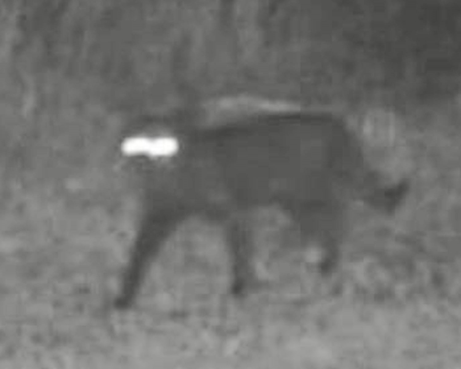 A trail-cam snap of a ‘wild-eyed beast’ in Florida has sparked fears of the Chupacabra’s return, though experts debate whether it's a feline or something more mysterious.