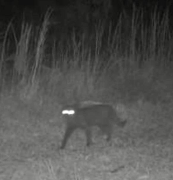 A trail-cam snap of a ‘wild-eyed beast’ in Florida has sparked fears of the Chupacabra’s return, though experts debate whether it's a feline or something more mysterious.