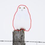 Amateur photographer captures a snowy owl perfectly camouflaged in the snow - a mesmerizing display of nature's stealth. Watch the viral video that stunned viewers.