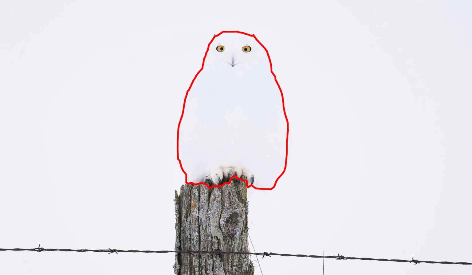 Amateur photographer captures a snowy owl perfectly camouflaged in the snow - a mesmerizing display of nature's stealth. Watch the viral video that stunned viewers.