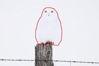 Amateur photographer captures a snowy owl perfectly camouflaged in the snow - a mesmerizing display of nature's stealth. Watch the viral video that stunned viewers.