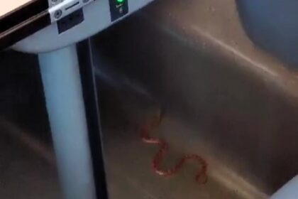 Panic erupted on an Italian high-speed train as passengers abandoned luggage and fled after spotting a stowaway snake, forcing an emergency stop in Ancona.