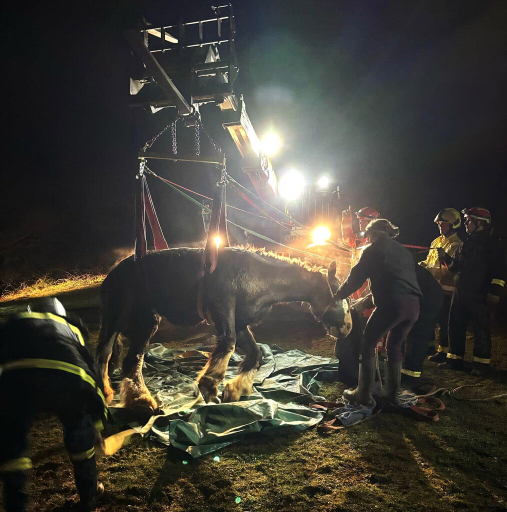 Rare Shire horse Swift was rescued after falling into a deep pit in Devon. Fire crews and a vet worked for hours to save her - now she’s recovering with care.