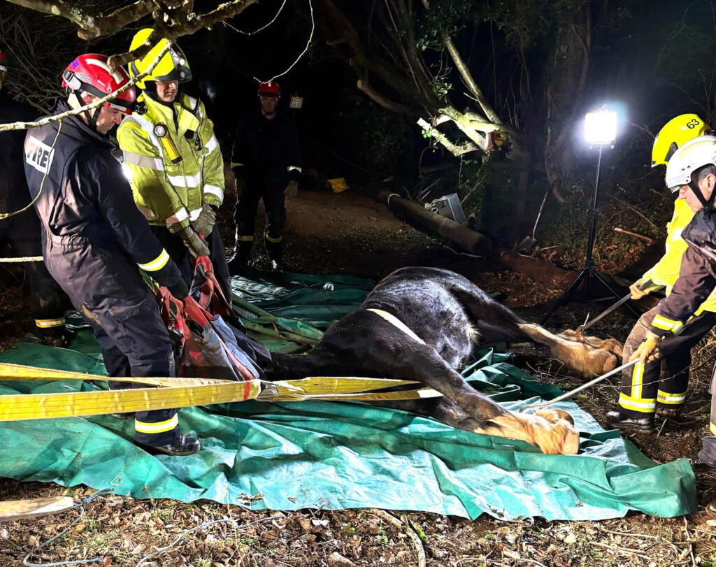 Rare Shire horse Swift was rescued after falling into a deep pit in Devon. Fire crews and a vet worked for hours to save her - now she’s recovering with care.