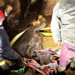 Rare Shire horse Swift was rescued after falling into a deep pit in Devon. Fire crews and a vet worked for hours to save her - now she’s recovering with care.