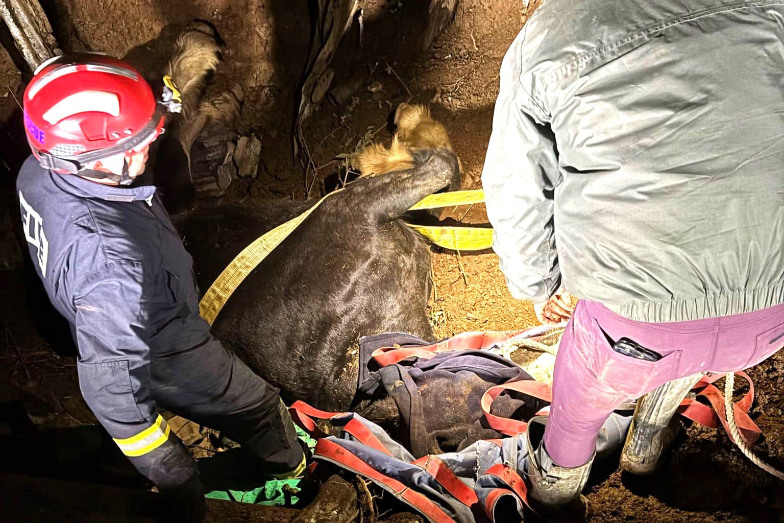 Rare Shire horse Swift was rescued after falling into a deep pit in Devon. Fire crews and a vet worked for hours to save her - now she’s recovering with care.