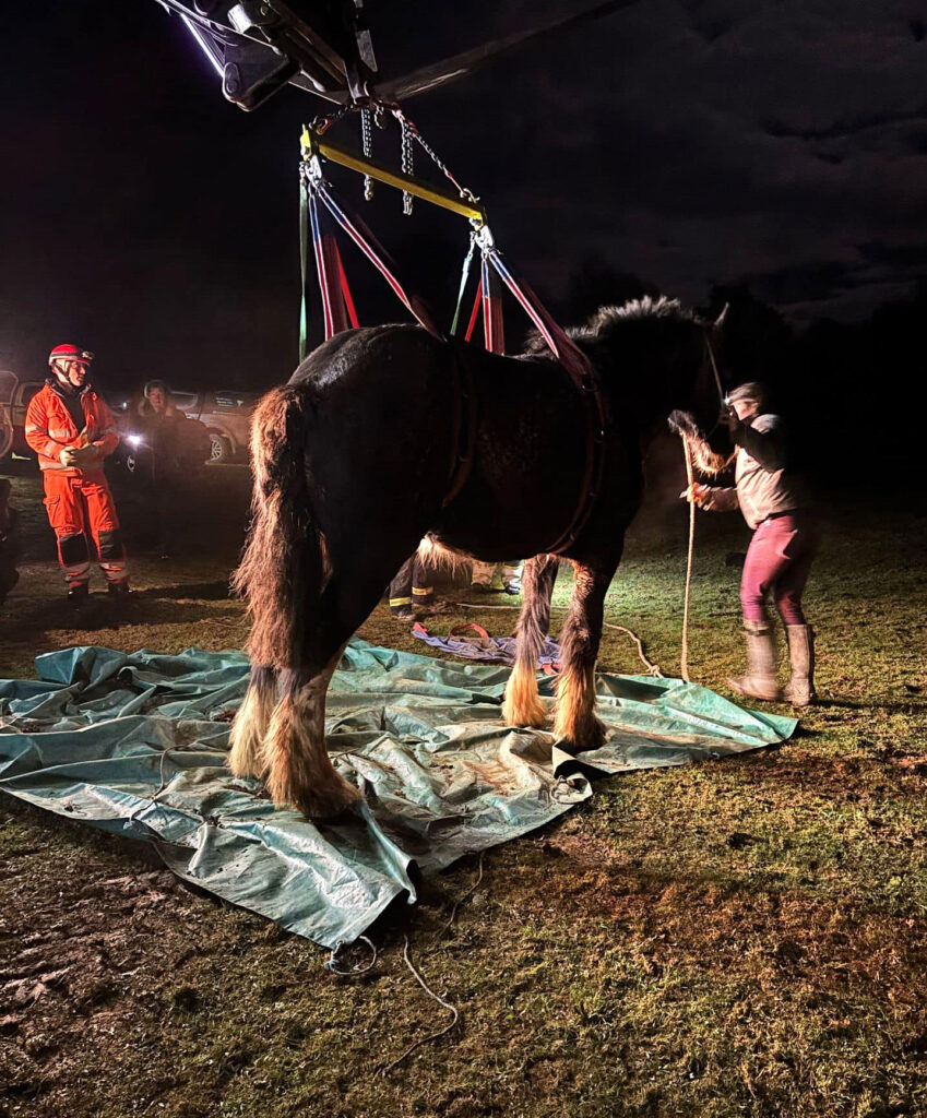 Rare Shire horse Swift was rescued after falling into a deep pit in Devon. Fire crews and a vet worked for hours to save her - now she’s recovering with care.