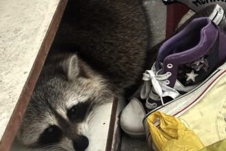 A man was stunned to find a raccoon hiding in his shoe drawer - only to learn it was his neighbour’s escaped pet that had sneaked in overnight looking for food.