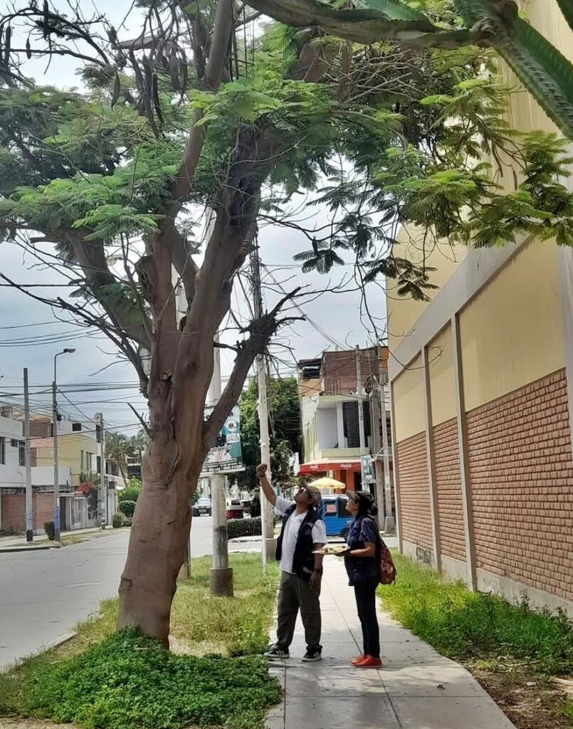 A spree of burglaries in Peru turned out to be the work of a mischievous capuchin monkey, not a criminal gang. Authorities are now investigating its former owner.