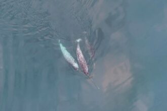 Scientists captured rare footage of narwhals playfully clashing tusks - the first recorded evidence of exploratory play in the species, challenging previous theories.