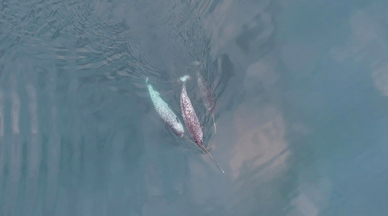 Scientists captured rare footage of narwhals playfully clashing tusks - the first recorded evidence of exploratory play in the species, challenging previous theories.