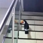 A friendly toucan surprised a mother and her daughters in Belo Horizonte, Brazil, by flying into their home, interacting with them, and leaving behind a feather as a keepsake.