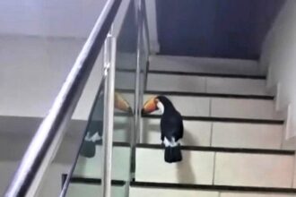 A friendly toucan surprised a mother and her daughters in Belo Horizonte, Brazil, by flying into their home, interacting with them, and leaving behind a feather as a keepsake.