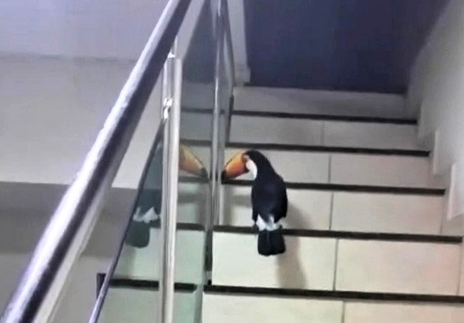 A friendly toucan surprised a mother and her daughters in Belo Horizonte, Brazil, by flying into their home, interacting with them, and leaving behind a feather as a keepsake.