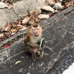 A tourist in Phuket was left in hysterics after a monkey stole her phone and took a selfie. She recovered it two hours later when the primate dropped it and vanished.