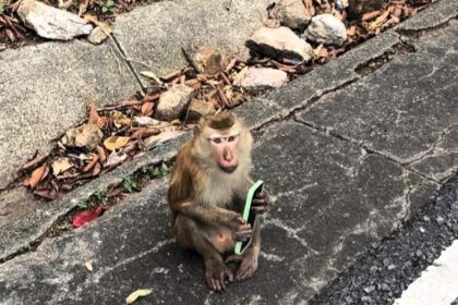 A tourist in Phuket was left in hysterics after a monkey stole her phone and took a selfie. She recovered it two hours later when the primate dropped it and vanished.