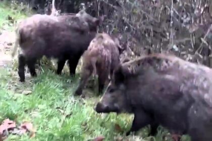 Wild boars allegedly released on Dartmoor have attacked a second person, sparking safety fears. Experts suspect illegal rewilding as riders and dog walkers worry.