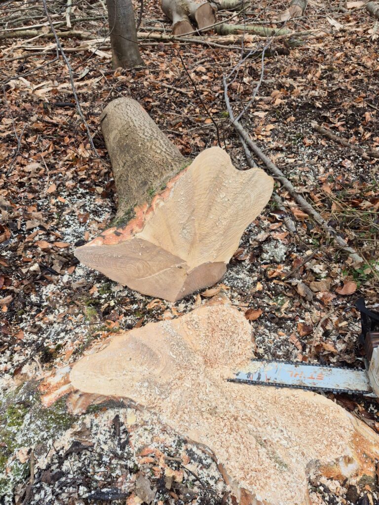 Blenheim Estate helps save Ireland’s national sport by supplying wood for thousands of hurleys amid ash dieback crisis. See how historic trees are making history!