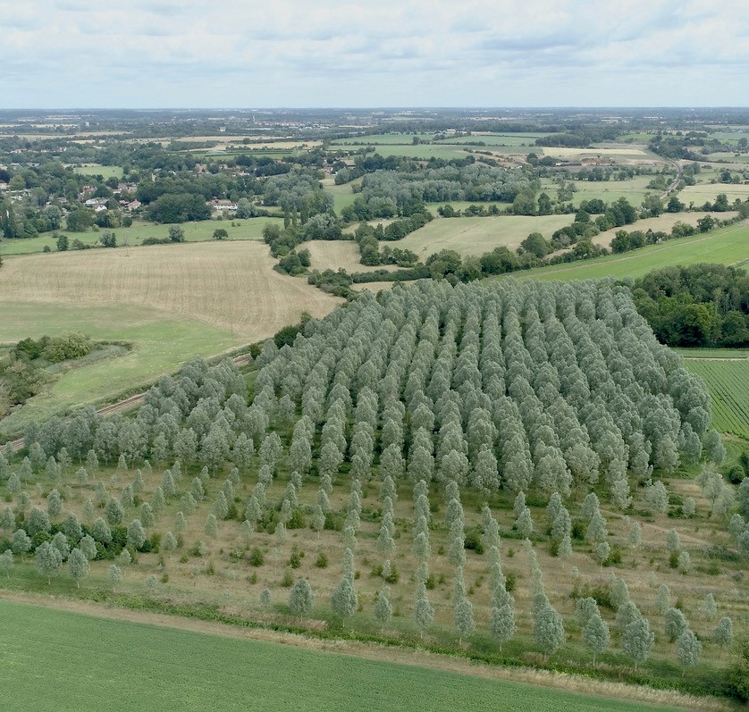 Blenheim Estate helps save Ireland’s national sport by supplying wood for thousands of hurleys amid ash dieback crisis. See how historic trees are making history!