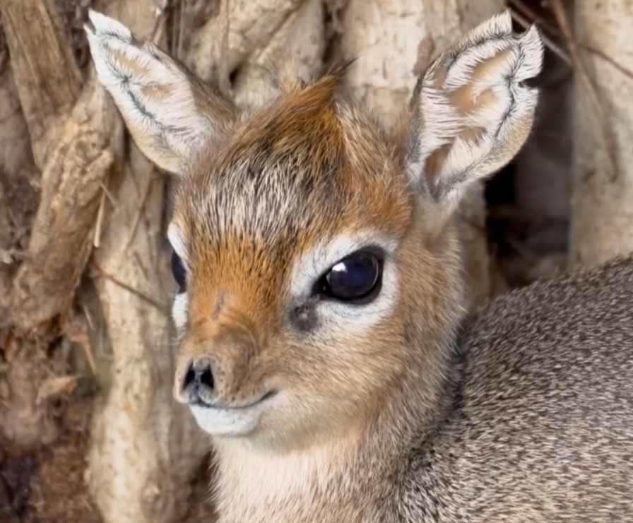 A baby dik-dik has gone viral after San Diego Zoo Safari Park shared a video of the rare dwarf antelope. Viewers are swooning over its wiggly nose and tiny frame.