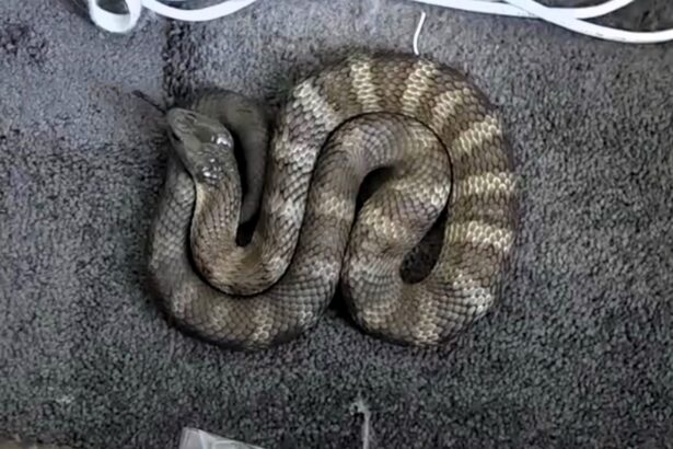 Woman finds one of world’s deadliest snakes beside her bed in Melbourne home - eastern tiger snake safely removed by expert after terrifying discovery went viral.