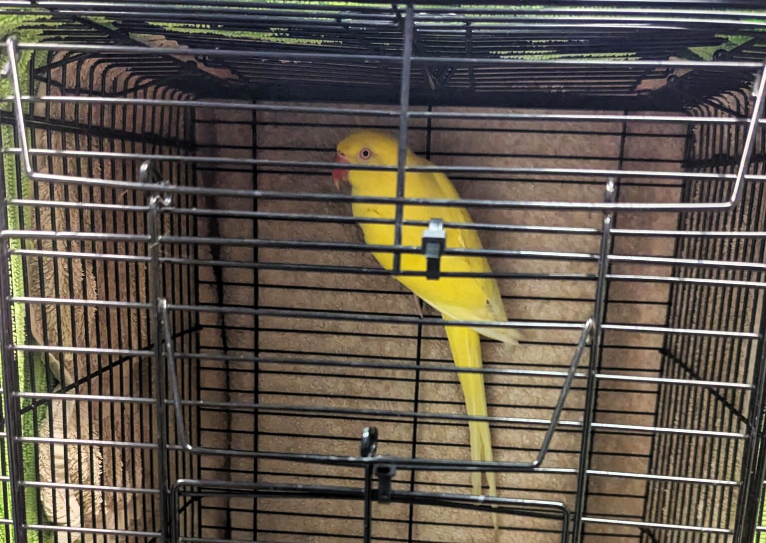 A parrot named Daisy was abandoned with a note saying she only likes men. Found with bald patches, she’s now in care as the RSPCA investigates her sad situation.