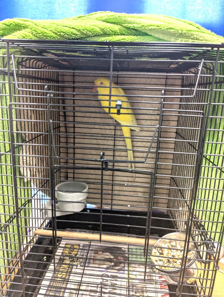 A parrot named Daisy was abandoned with a note saying she only likes men. Found with bald patches, she’s now in care as the RSPCA investigates her sad situation.