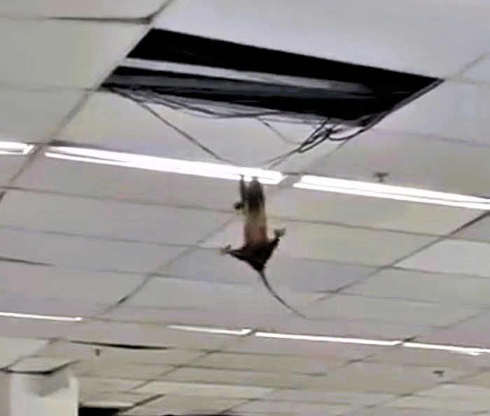 Opossum dangles from ceiling wire in Brazilian supermarket before dropping safely to floor - stunned shoppers watch as marsupial makes surprise escape near Rio.