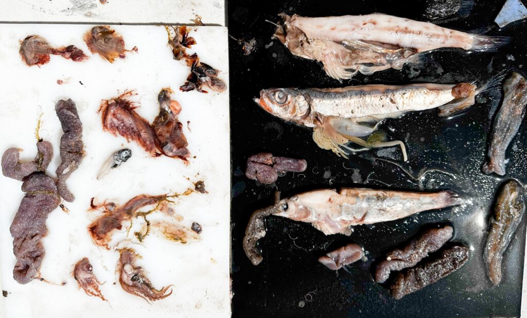 A rare 5ft longnose lancetfish with fang-like teeth washed up on Seaside Beach, Oregon, revealing a stomach full of squid, octopus and fish from the ocean’s Twilight Zone.